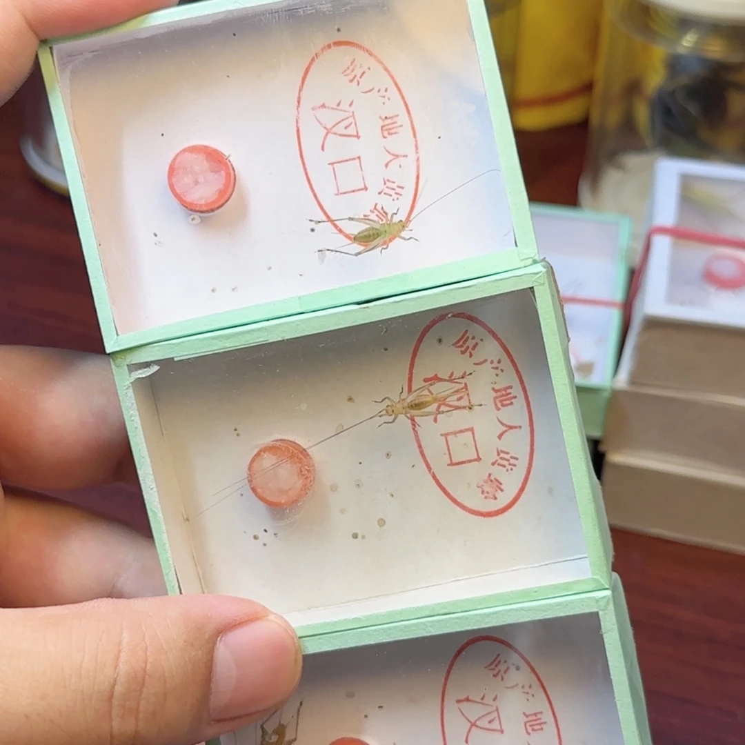 大黄蛉2长须加1中须