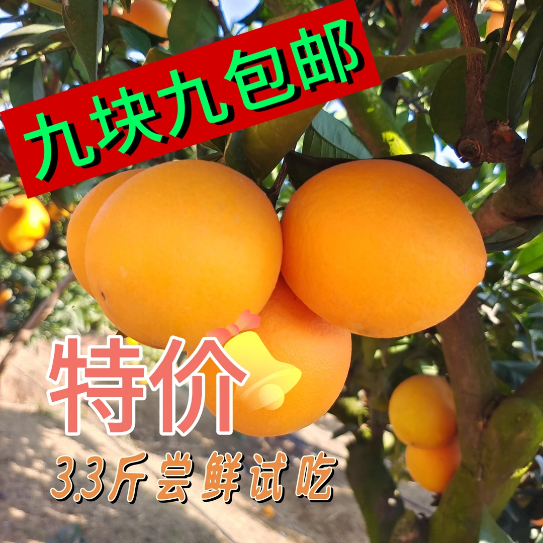 特价纽荷尔九月红脐橙尝鲜试吃自家果园生态农家肥种植现采现发