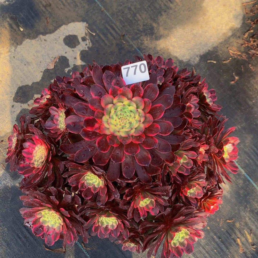 【闪购商品】乔*烟火7700000000