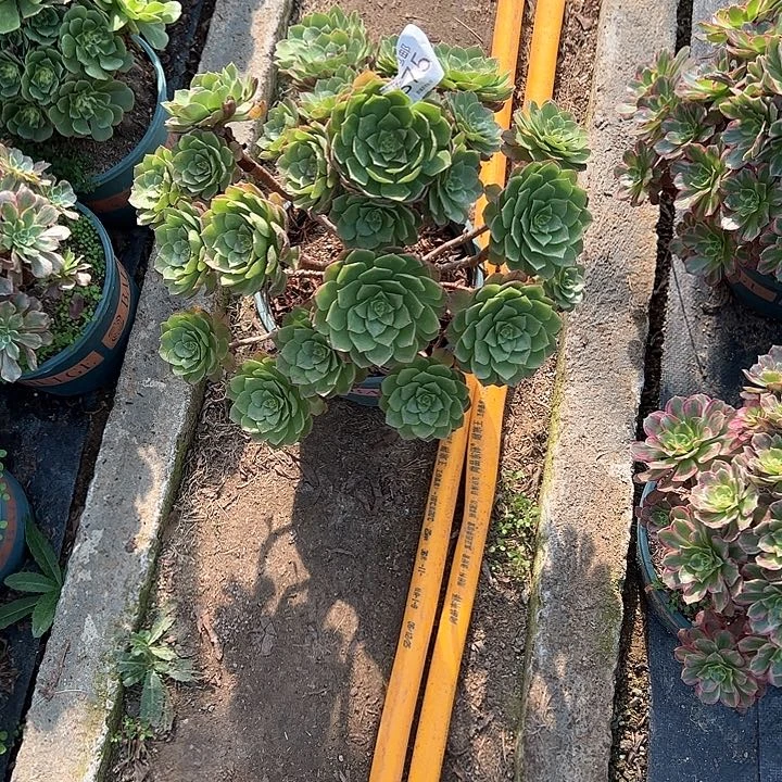 0575万圣节多肉植物