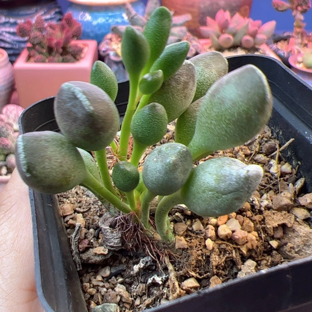 鼓槌。