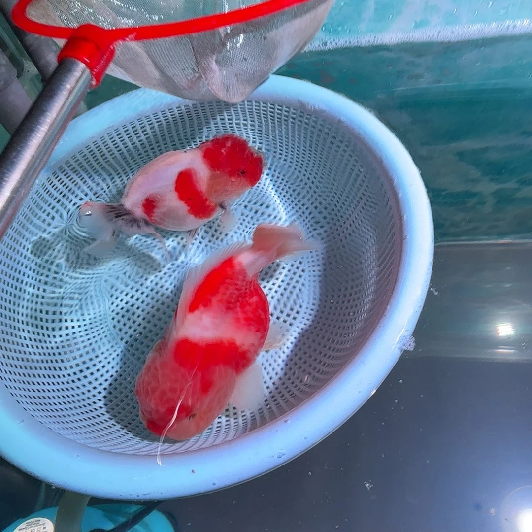 向****中国大陆仙气飘飘向日葵哈哈