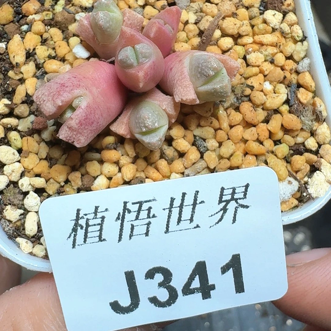 341号多肉植物哇c g