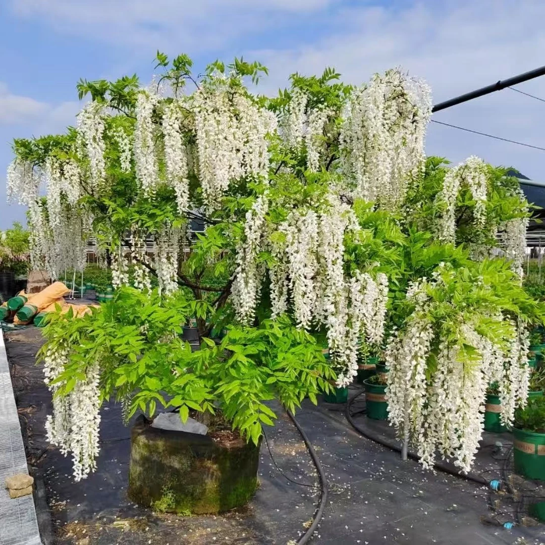 紫藤花树苗盆栽四季攀援花卉爬藤绿植物别墅庭院阳台紫藤萝攀爬快