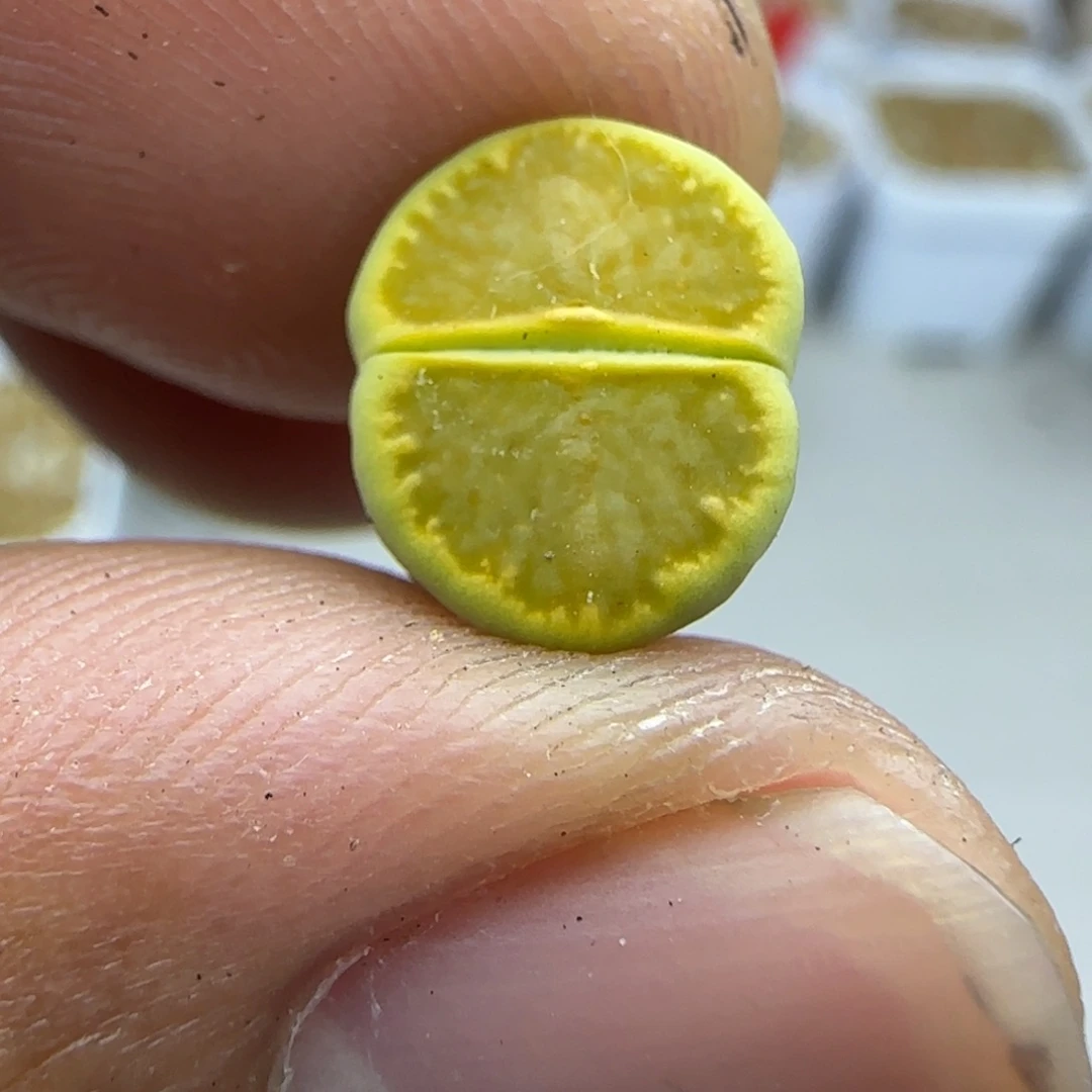 180侧面有疤生石花大棚直播