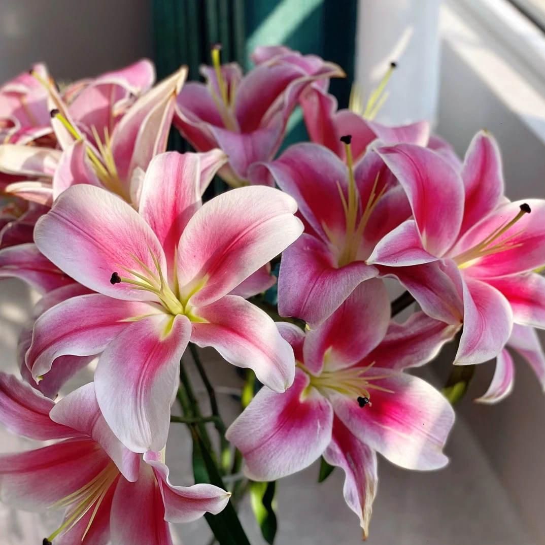 大莲香水百合颜色好看花期久
