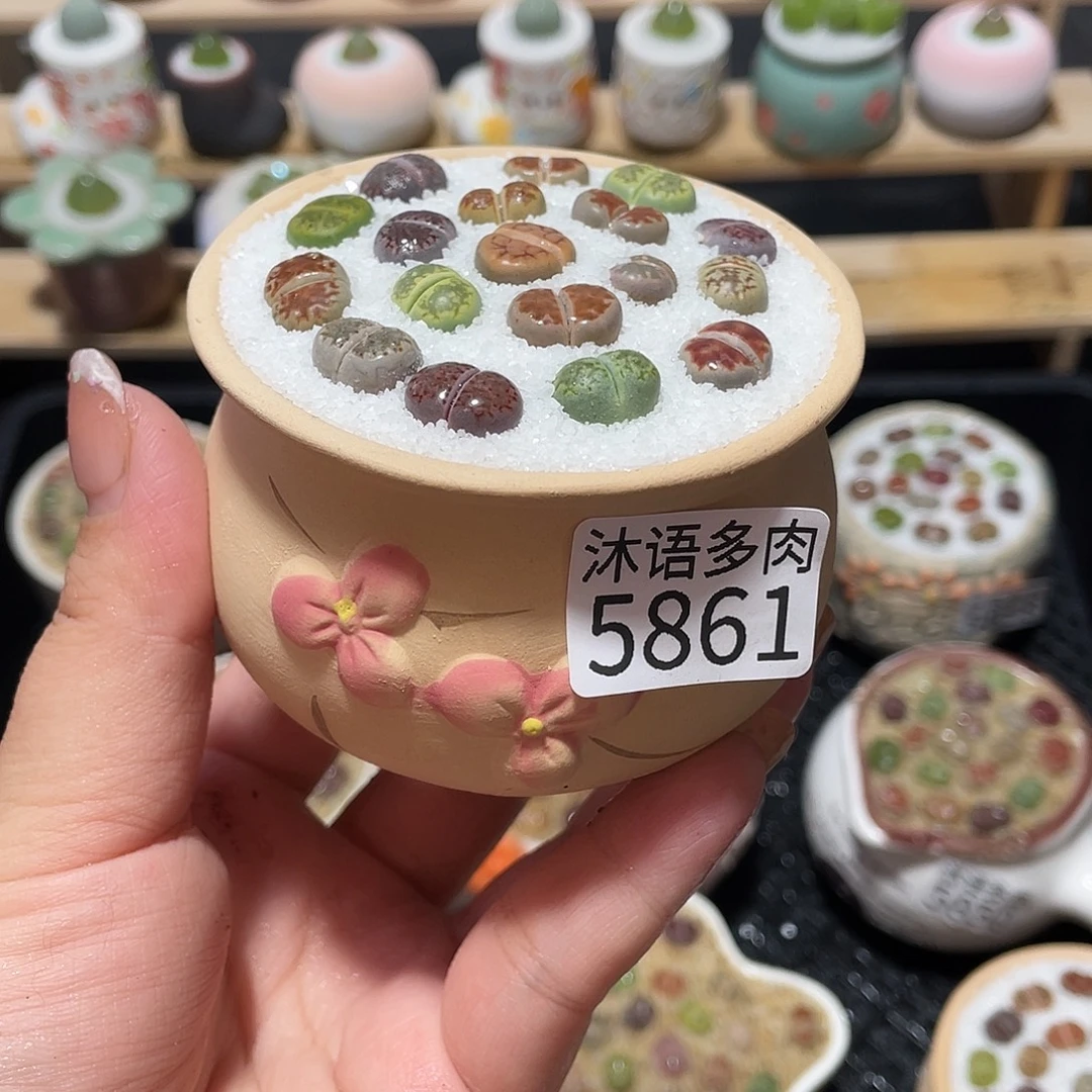 带盆土植物 一物一拍5861