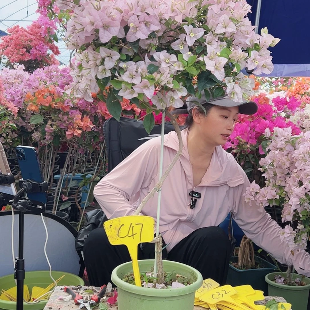 立***萍大部分花苞少量开放C47苹果花