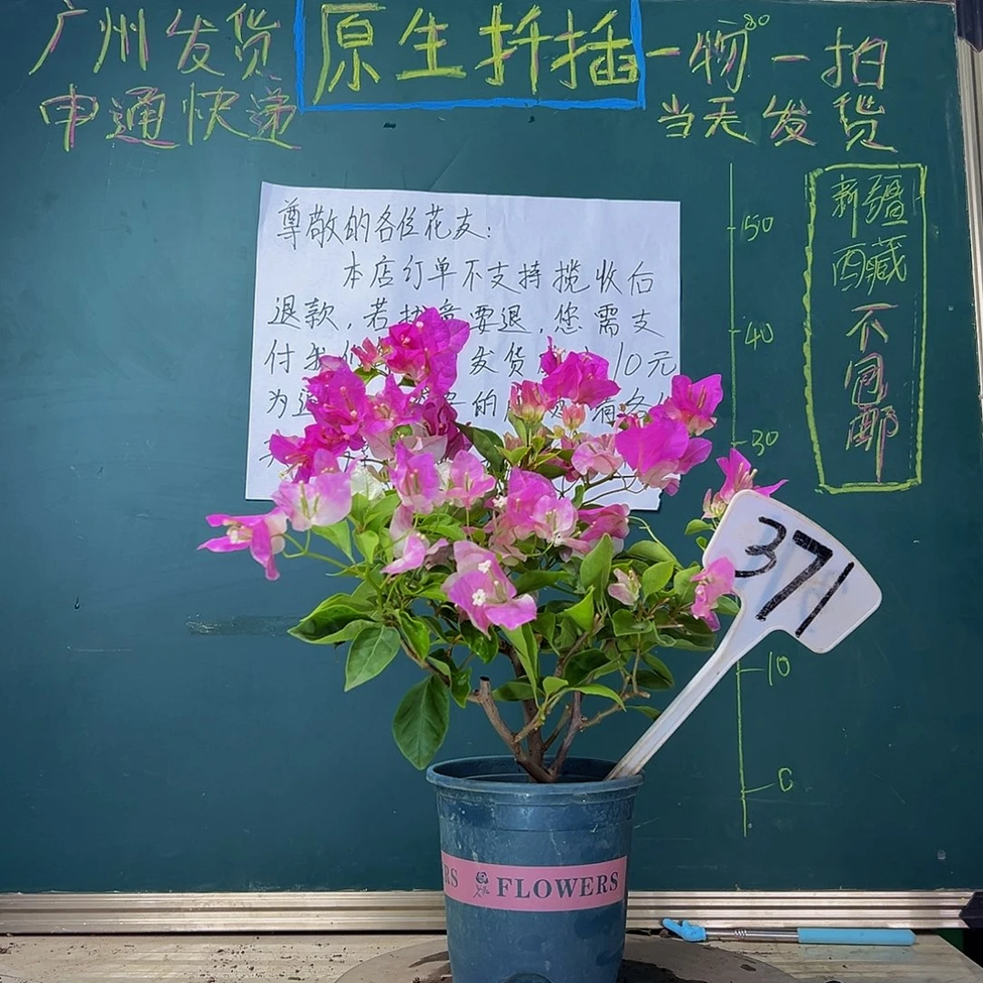 当前无花栽培后可以开花   漳红樱   371