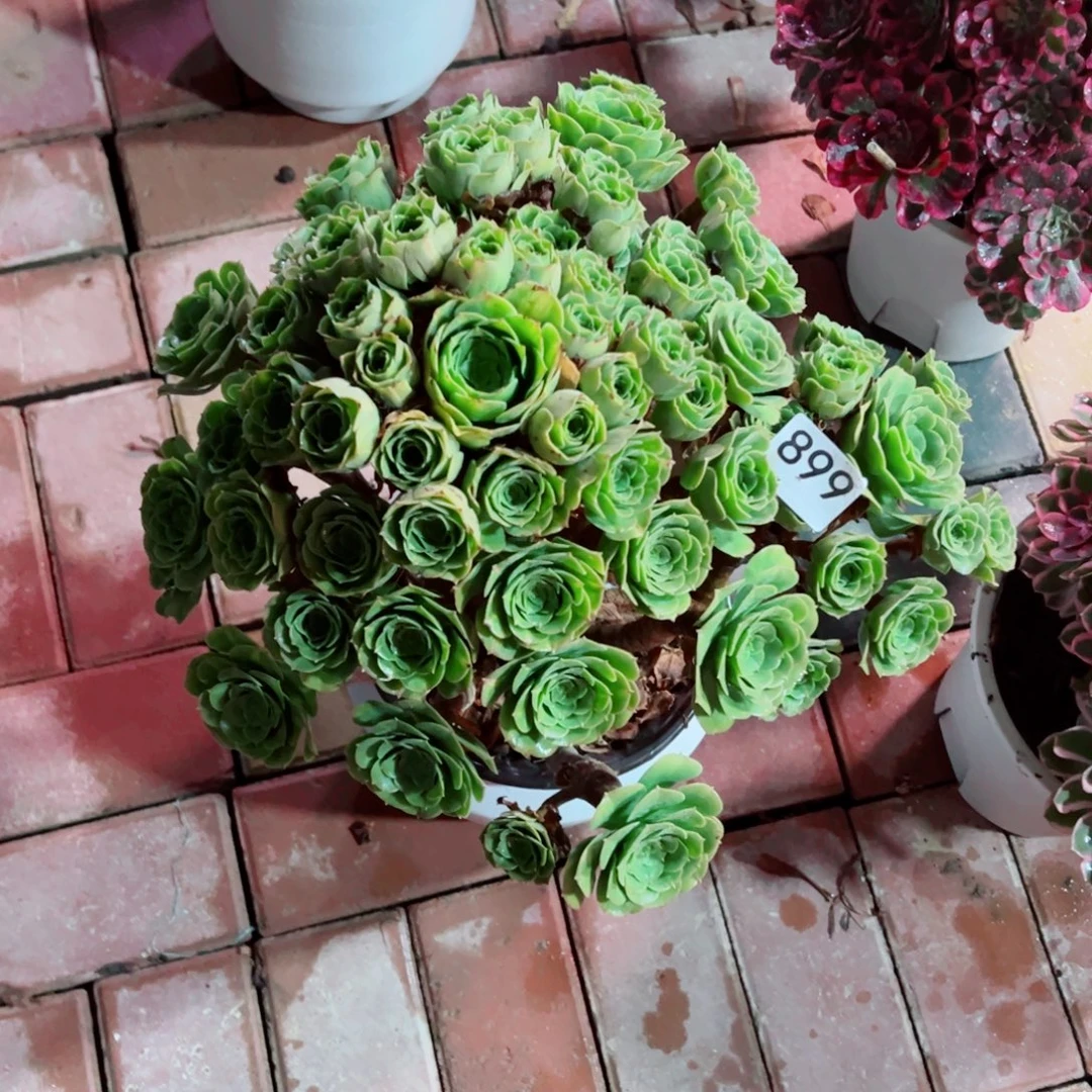 899五彩琉璃法师多肉植物