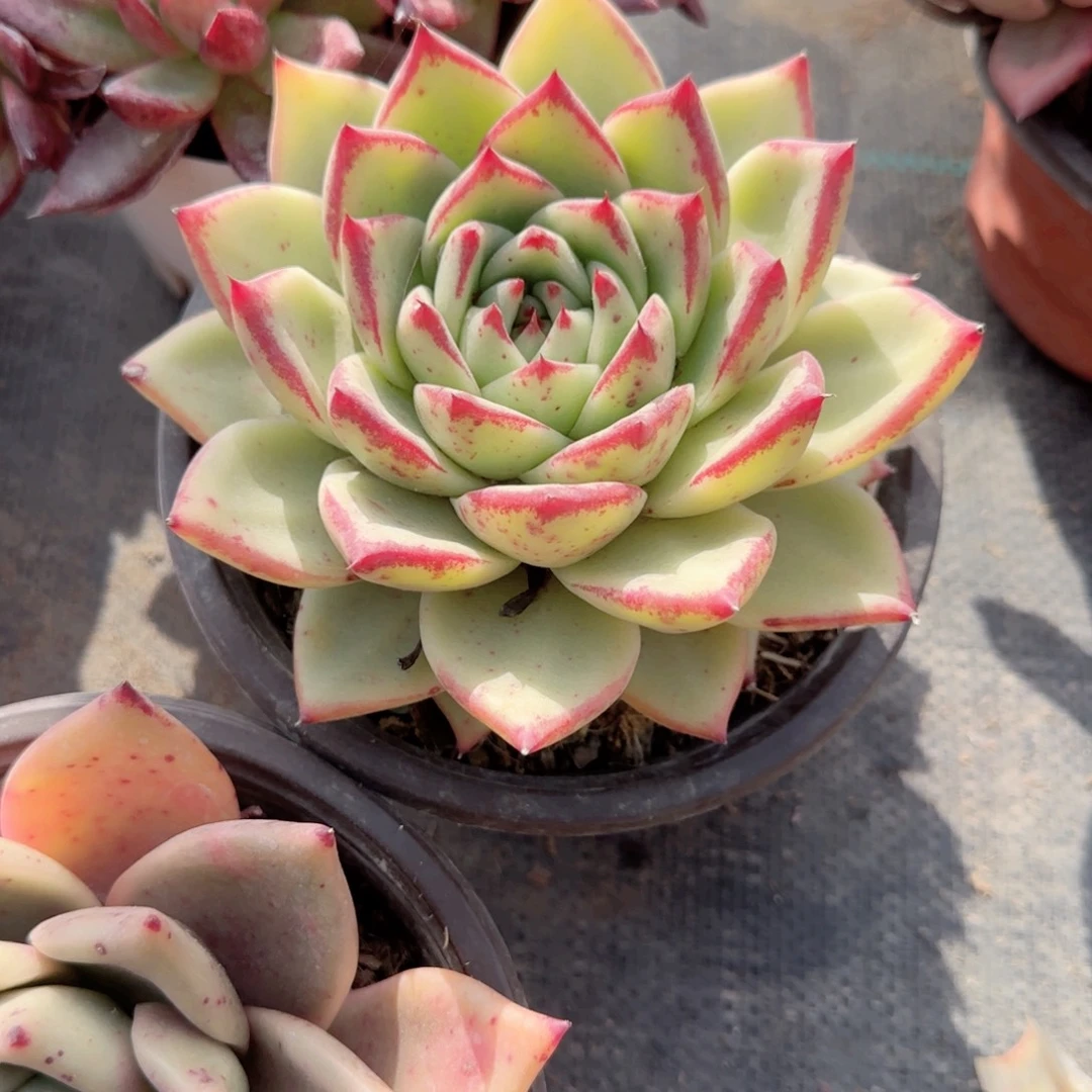 无花朵红檀乌木150单头