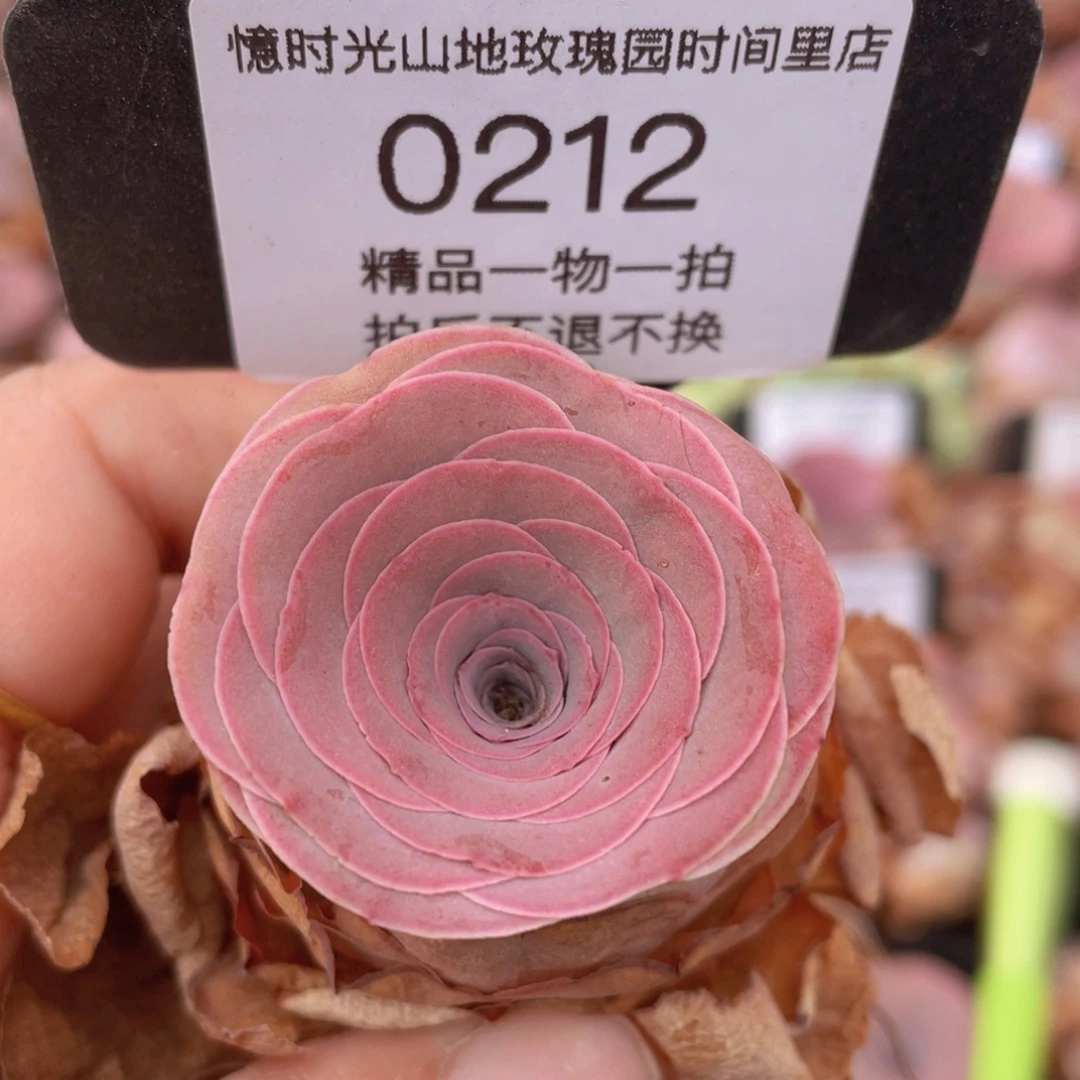 山地玫瑰0212裸根发货断枝不包损不售后