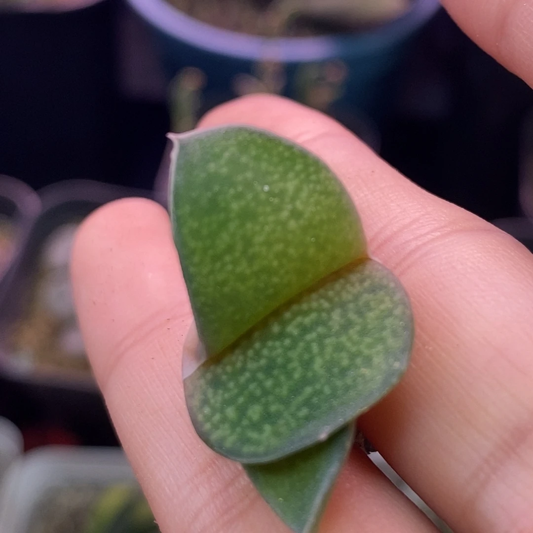 不带盆脱土裸根发货