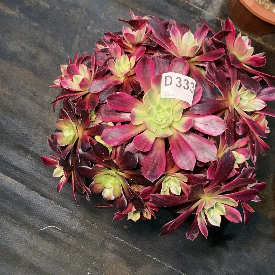 幻莎333炖肉111111