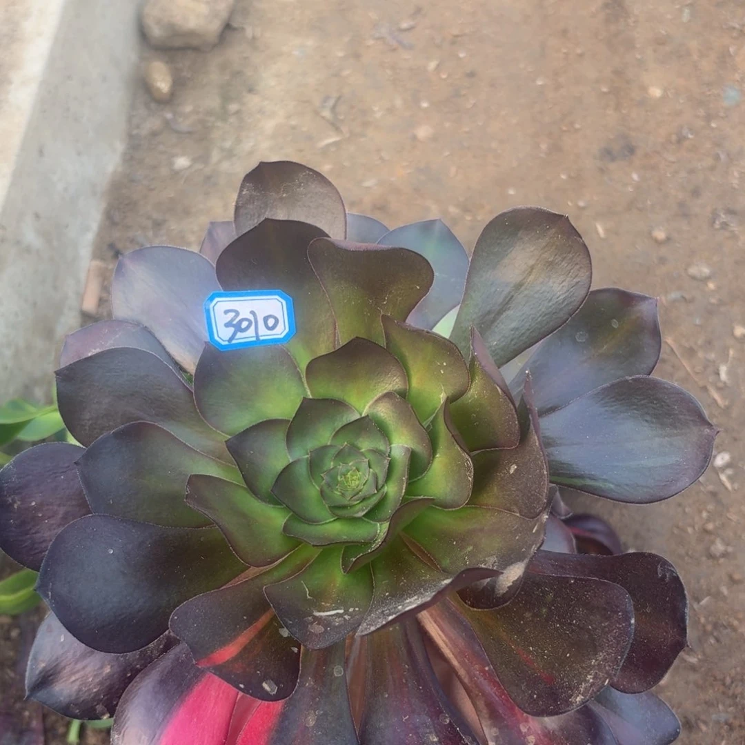 组合法师多肉一物一拍3010
