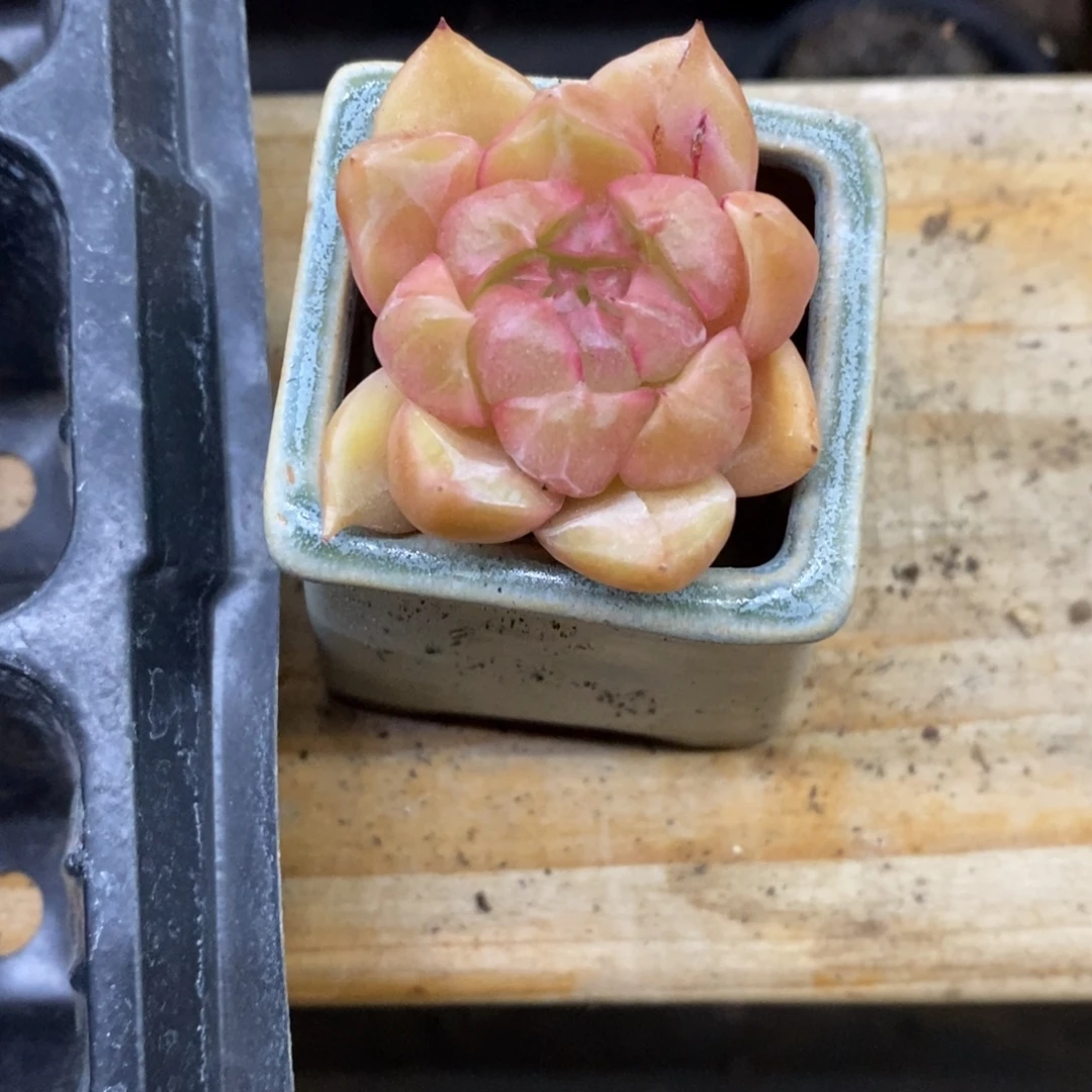 糖***.精品多肉一物一拍不包整196