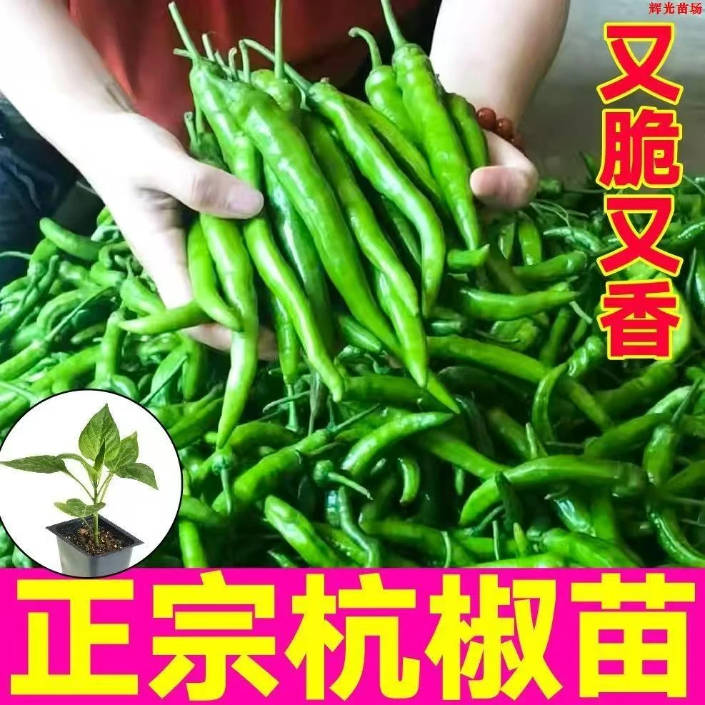 杭椒苗 带土辣椒苗 蔬菜秧苗