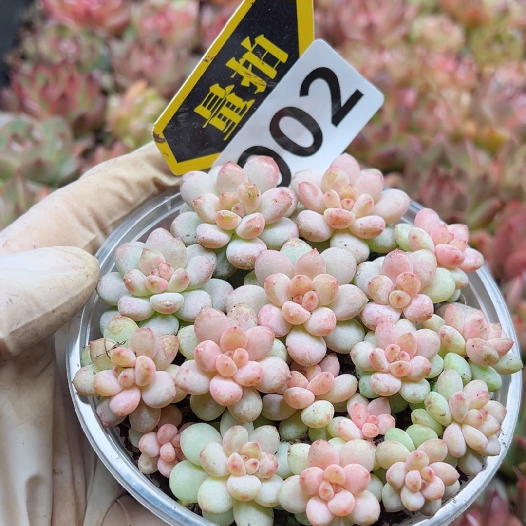 多肉植物多肉植物