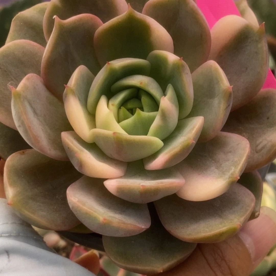 004贝加尔湖锦锦锦锦锦锦