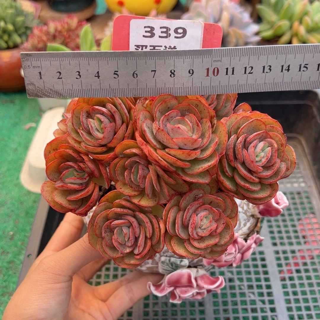 表妹精品多肉植物339.