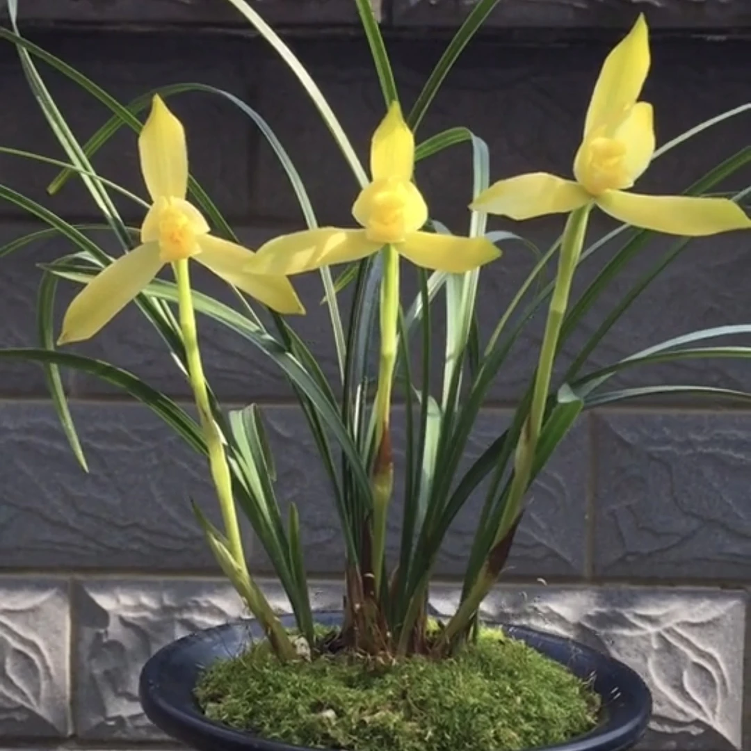 云南原生老种春兰黄金素金凤凰3苗连体花期带花顺丰包邮兰花盆栽