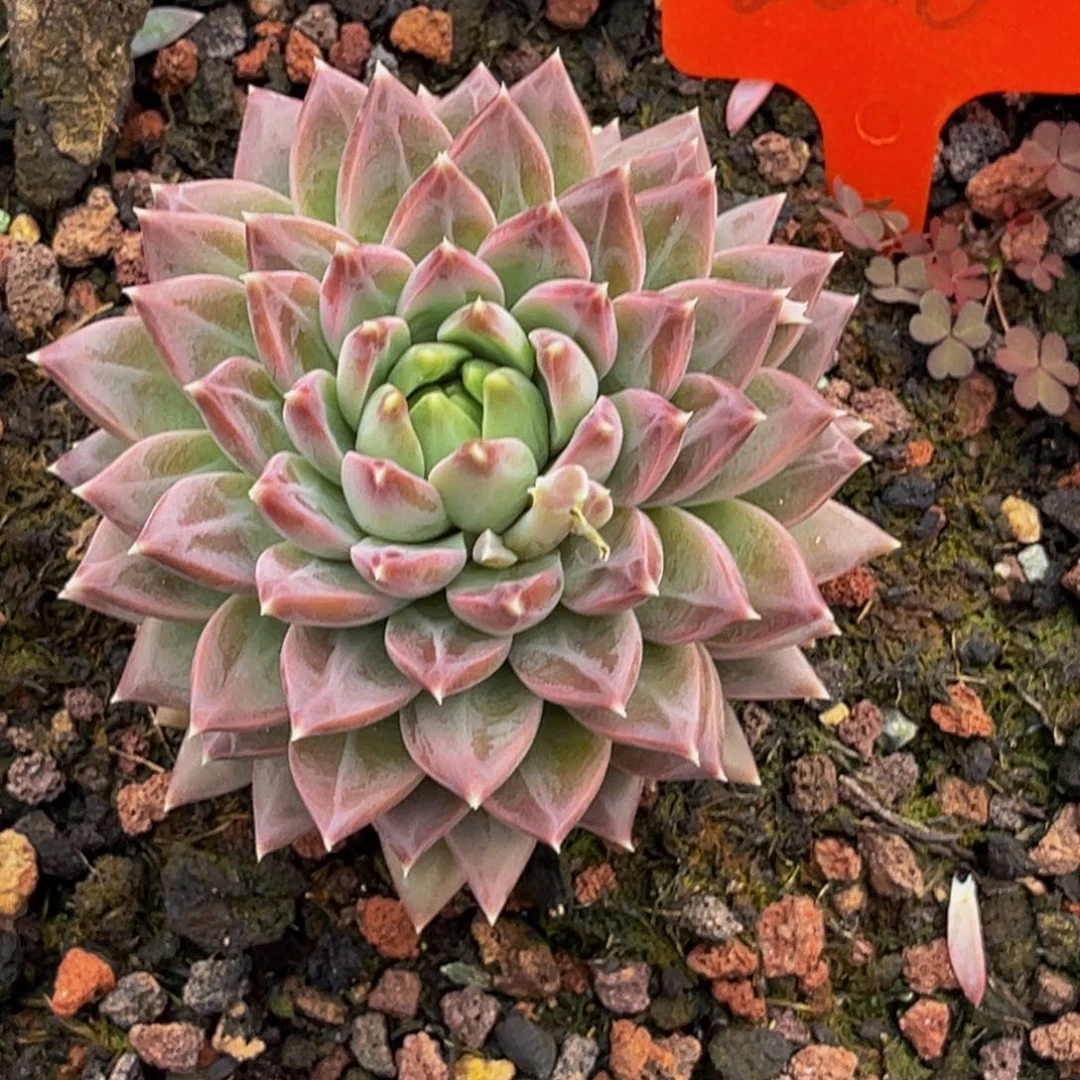 2316号上午多肉植物群生多肉