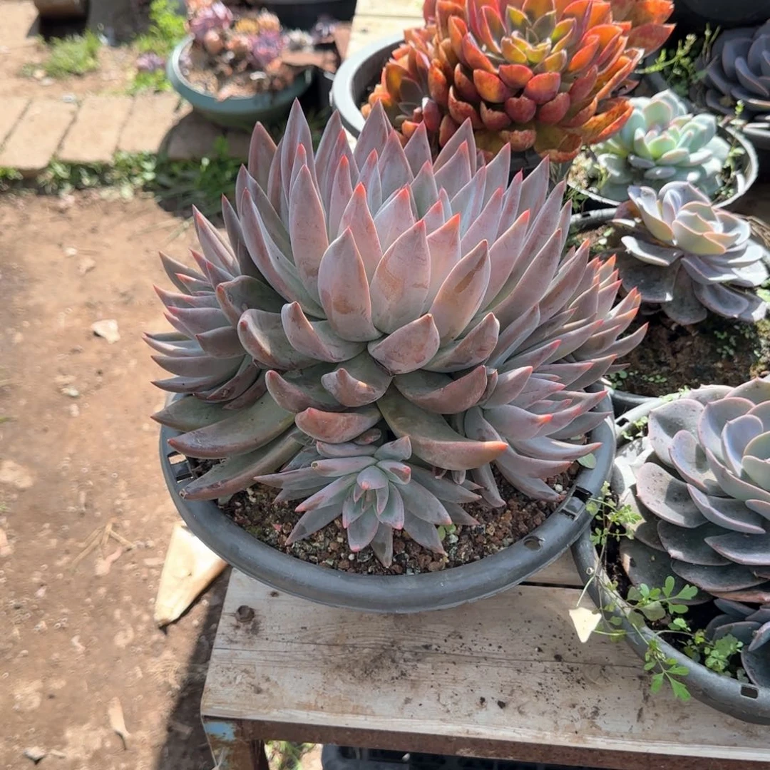 多肉植物多肉植物