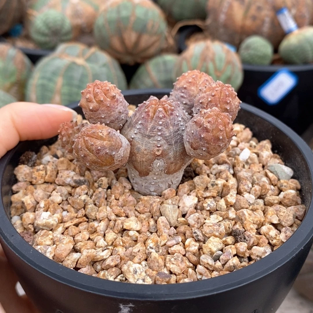 16群生艳肌一物一拍