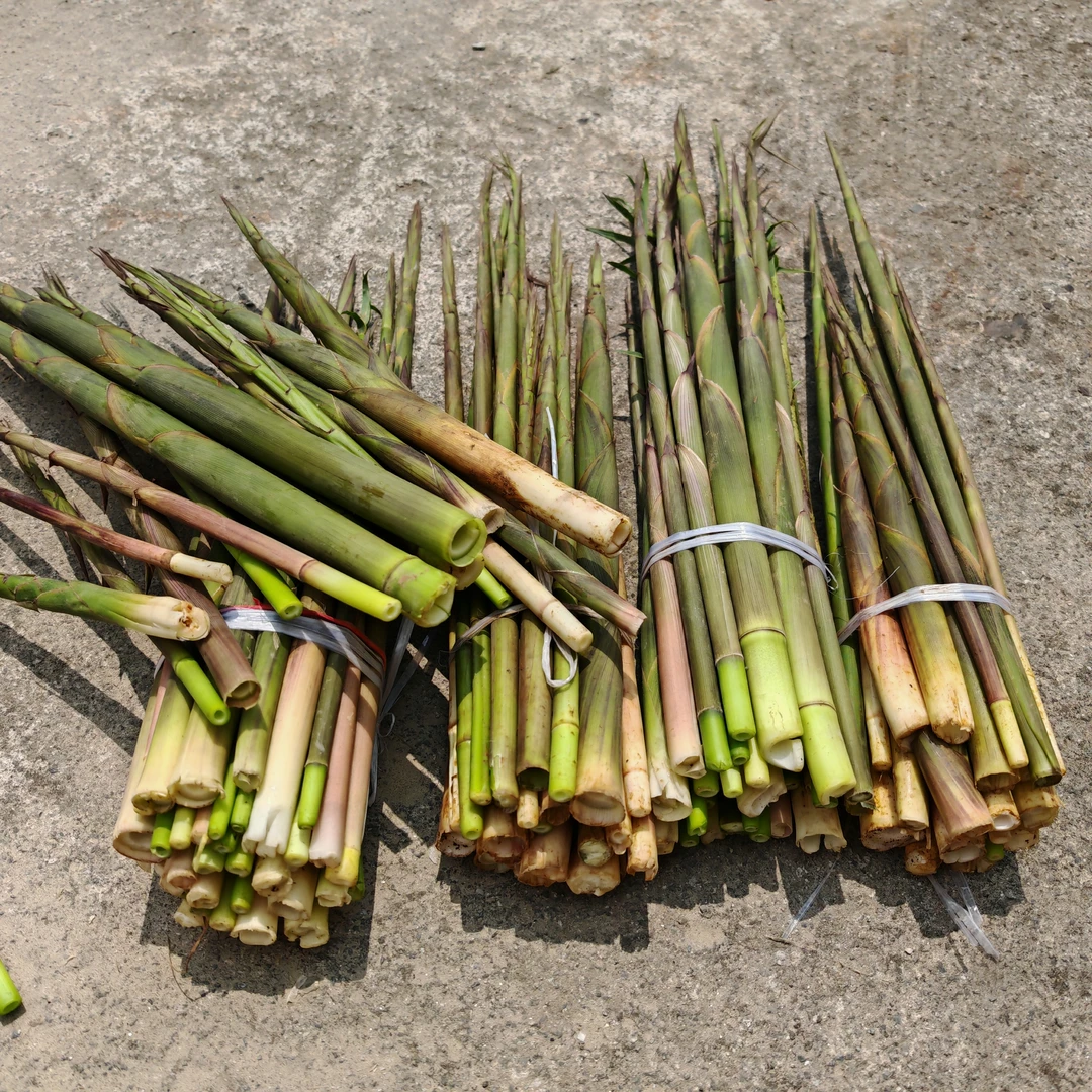 新鲜野笋，当天同城送采摘当天发货