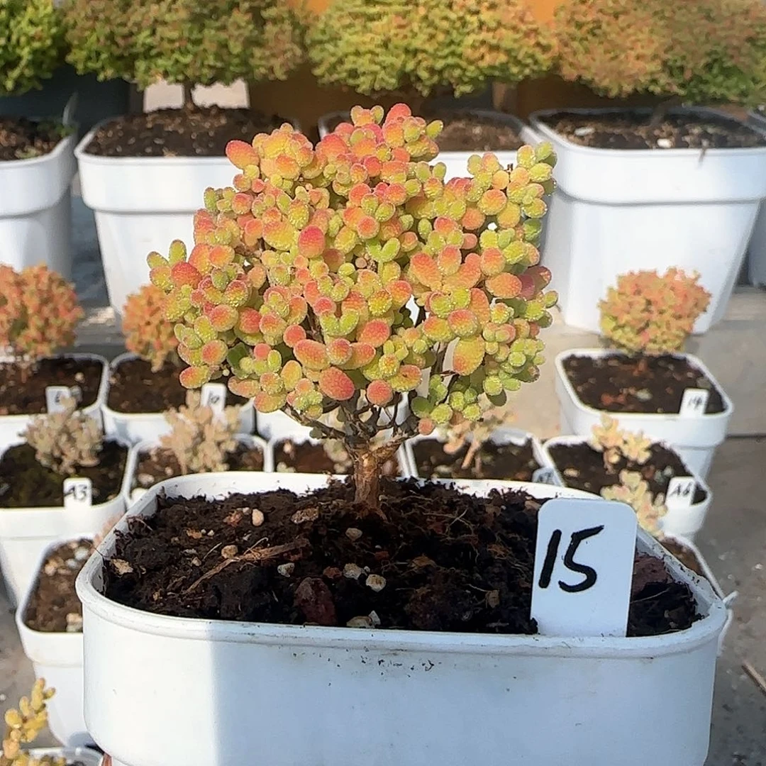 蜜橘糖球枝干番杏