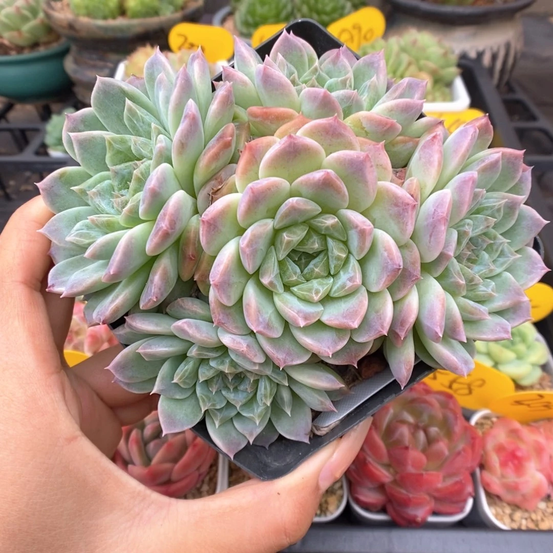 抹茶冰魄捧花310号。