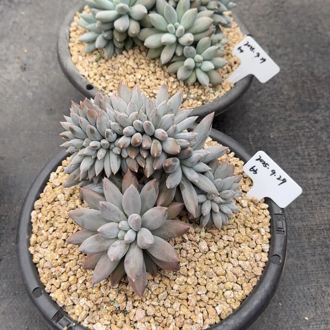 b***d一物一拍哥特缀俩颗63.64