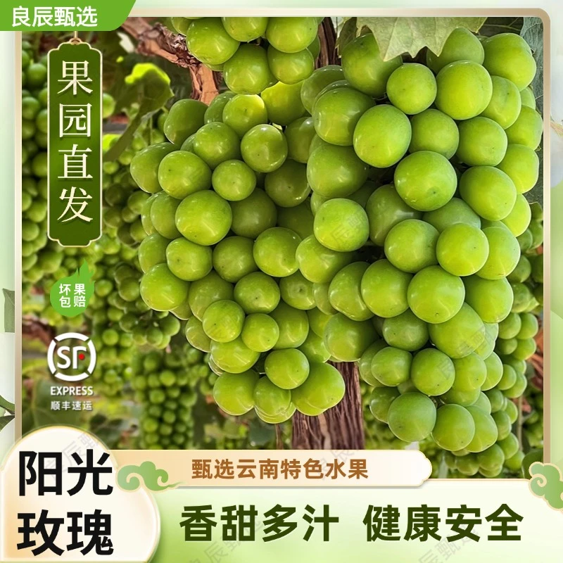 【顺丰包邮】云南高原自种阳光玫瑰新鲜当季水果无籽青提纯甜葡萄