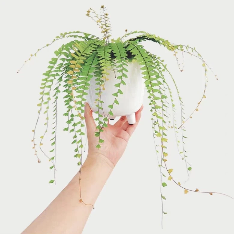 曼舞铁线蕨鞭叶铁线蕨客厅办公室高档绿植盆栽雨林缸假山鱼池植物