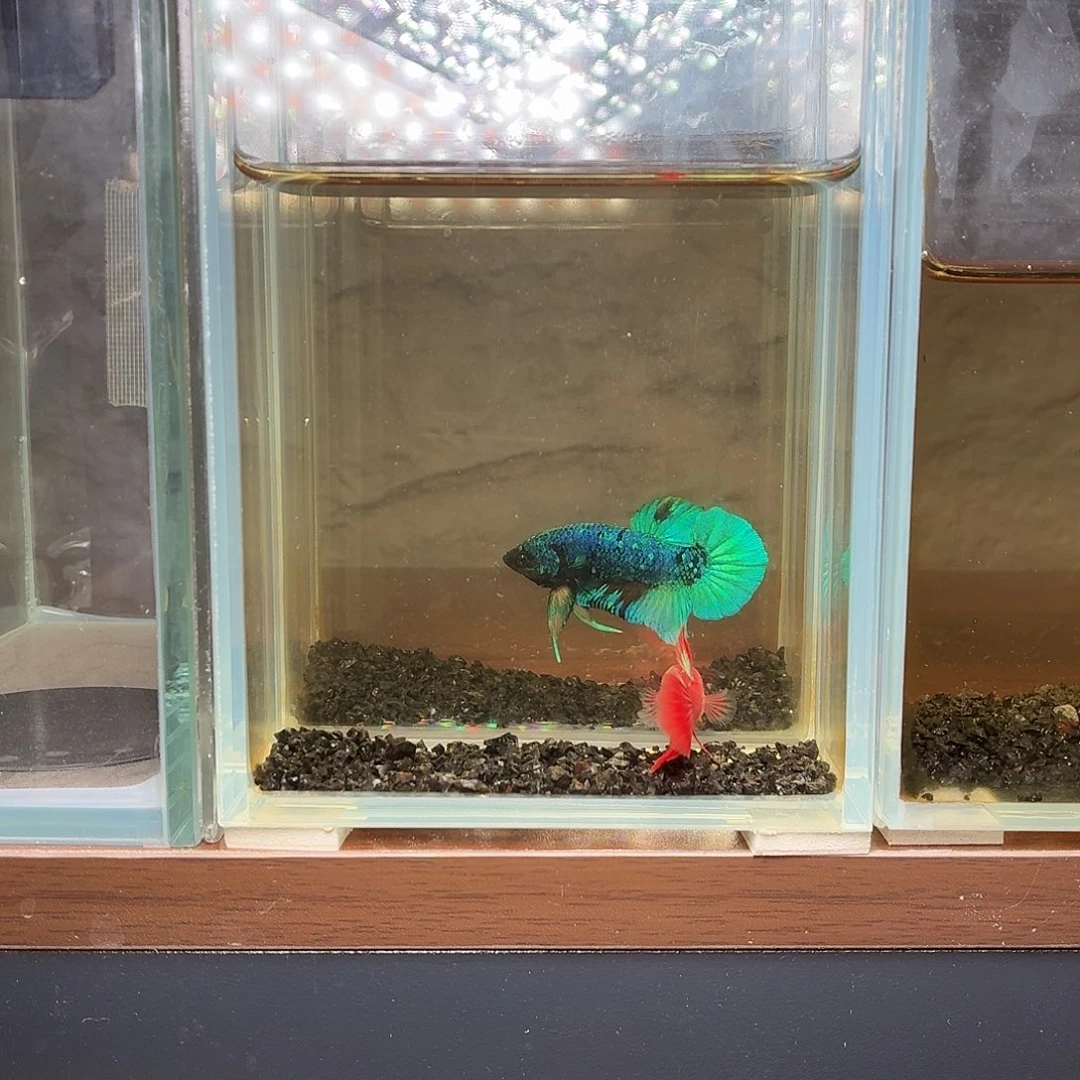 斗鱼彩金半月母鱼