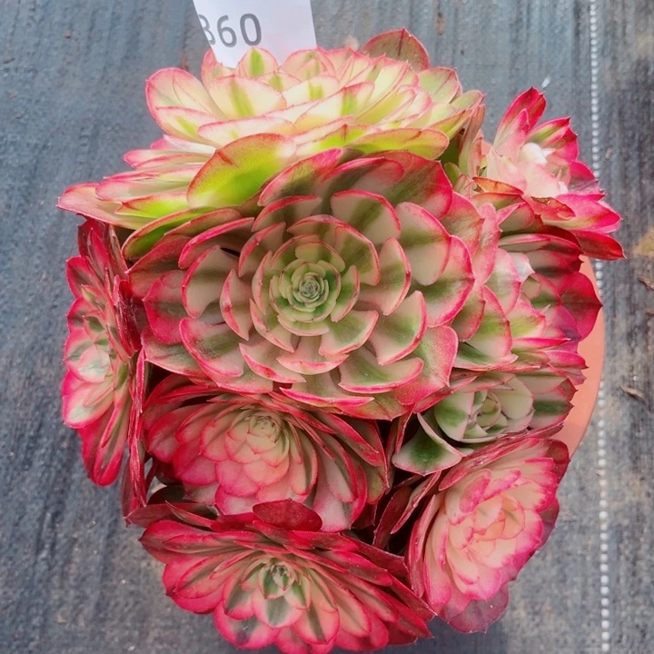 荔枝特价多肉发货