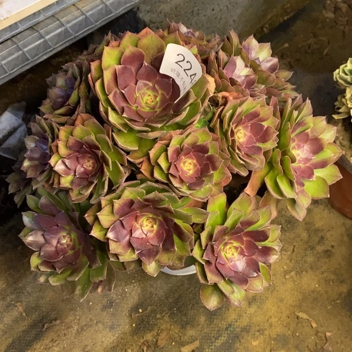 桃花石多肉断头不包2246