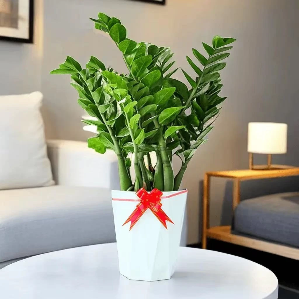 60 -70cm金钱树盆栽室内客厅阳台四季常青好养绿植