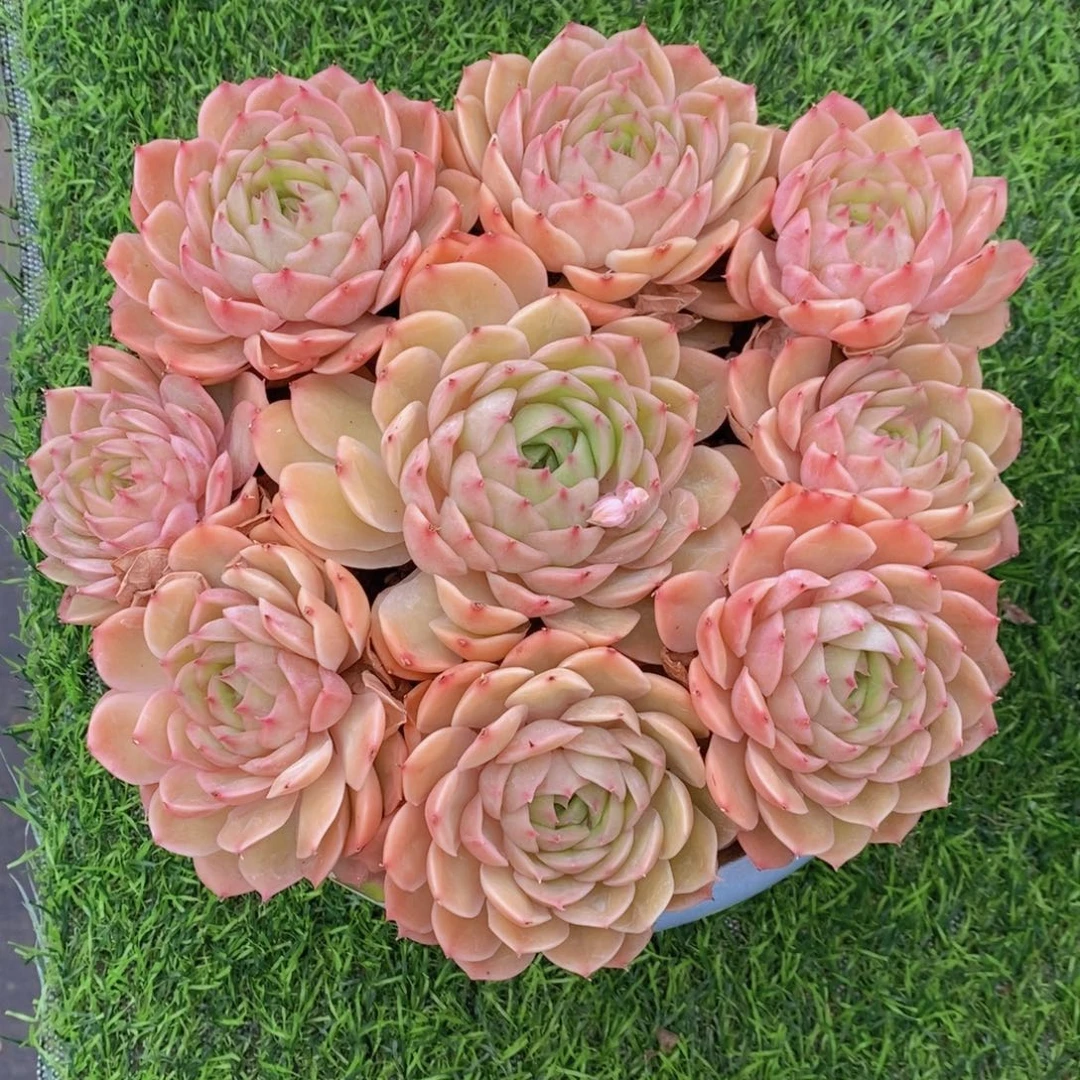 昂斯诺 一物一拍