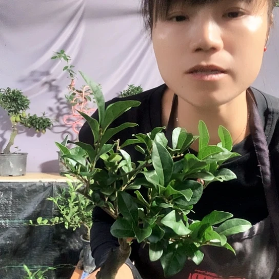 无花朵中国红。
