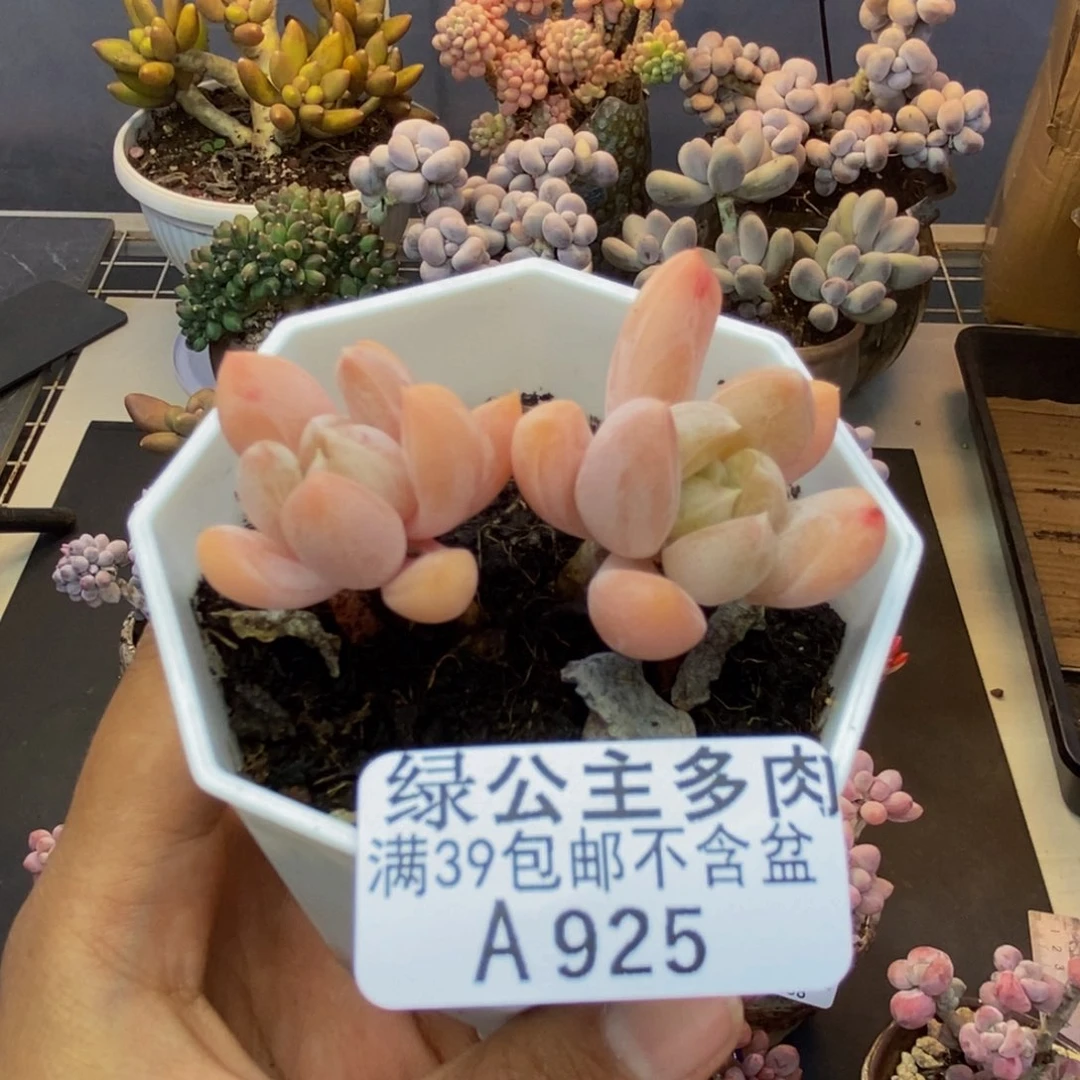 925拉拉奶多肉5c m