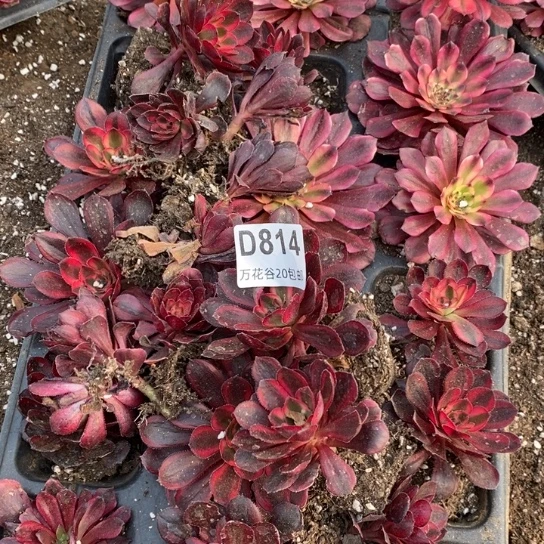 泪****里814苗一盘多肉植物