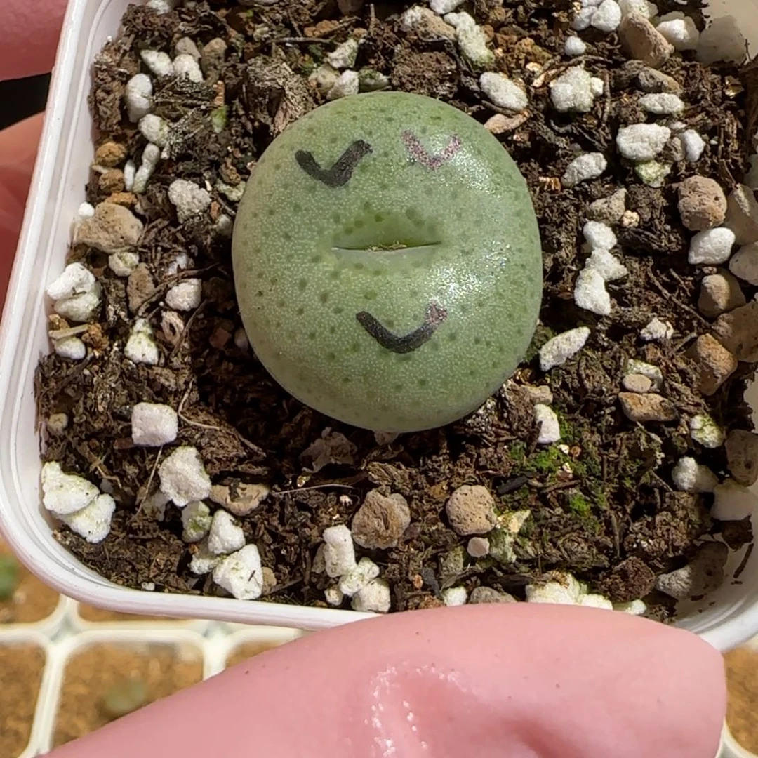 肉锥多肉植物组合-杂交粉大饼327