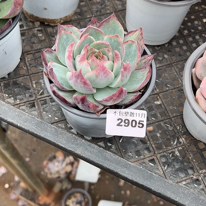 阿雅园艺。       2905惊鸿