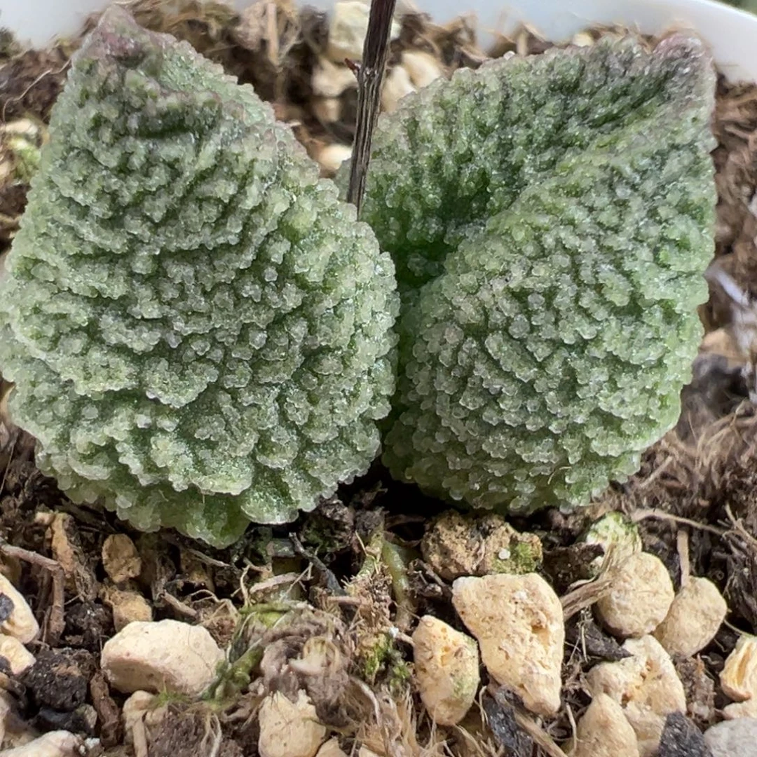 实生新品多肉植物水泡多肉植物的