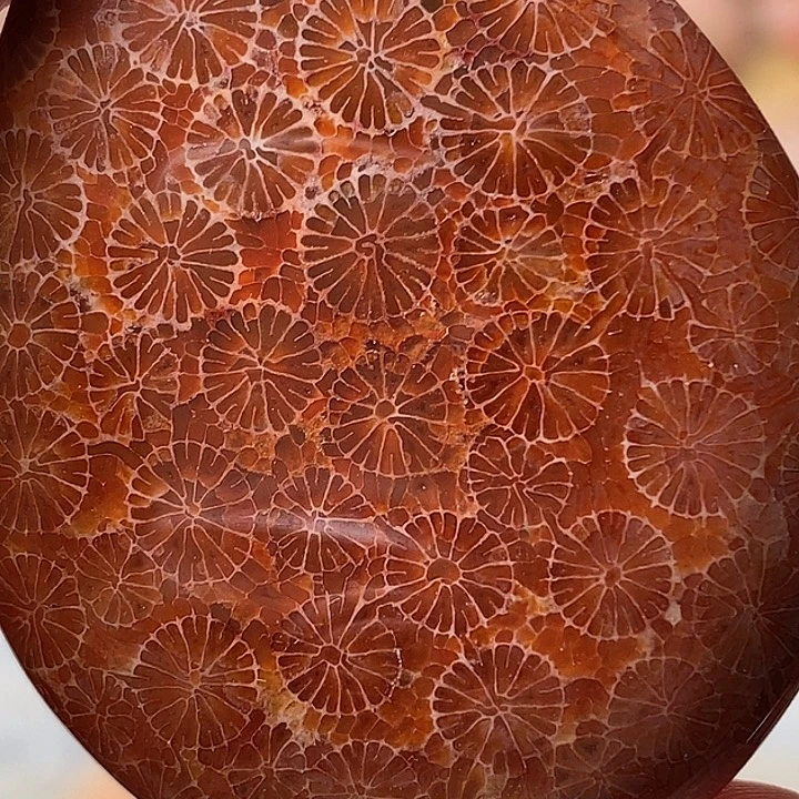 H***芳硅化珊瑚未镶嵌颈饰