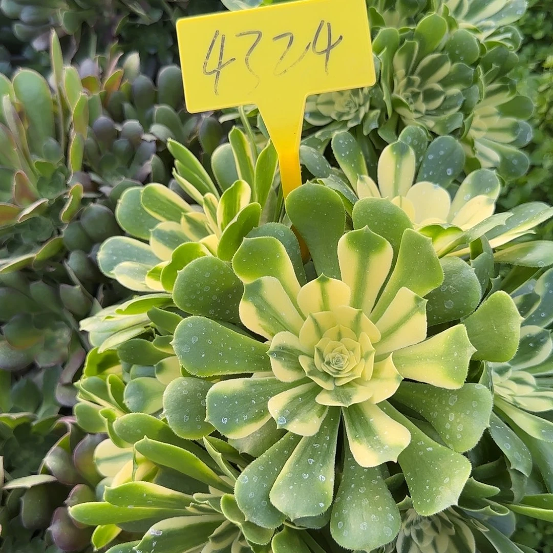 4324--辛尼亚多头