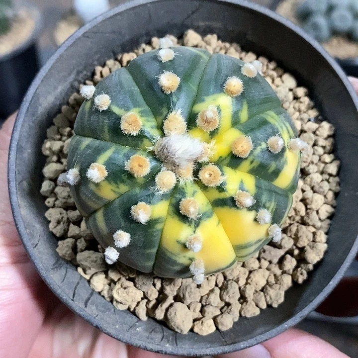 星兜锦实生脱土发货