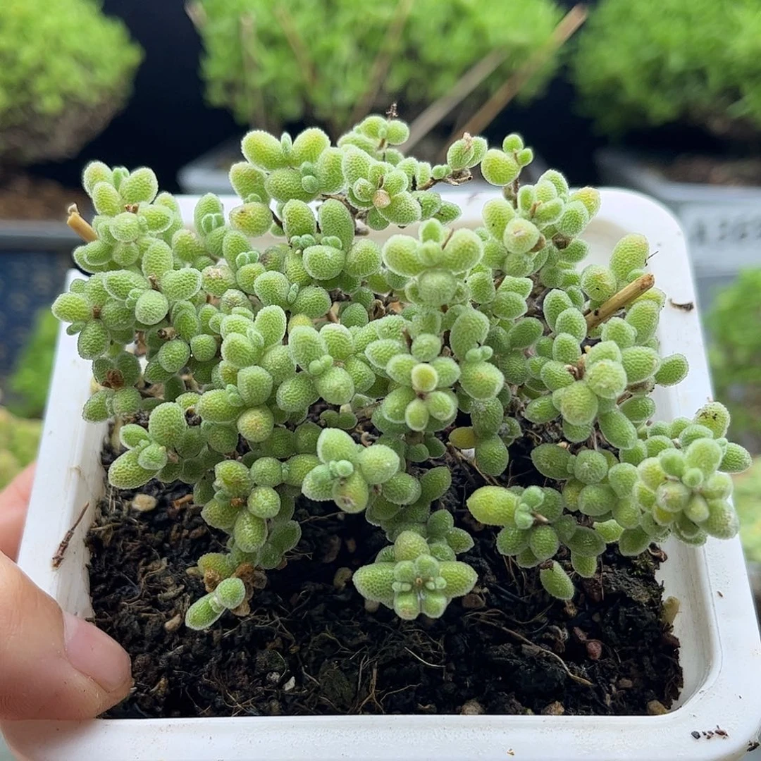 54冰晶优选枝干番杏