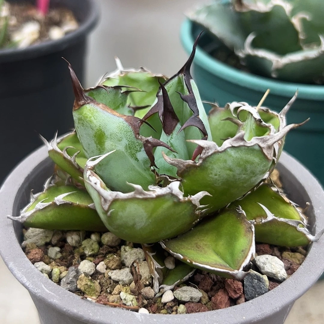 蓝鲸一物一拍偏远不包邮不退不换